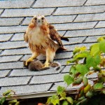 Red-tail Hawk on old house near Geva Theater with Squirrel 9/6/14