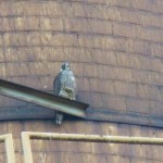 Unbanded Juvie Peregrine Falcon at RS 9-28-14