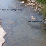 Black-Crowned Night Heron and Great Blue Heron 9-25-14