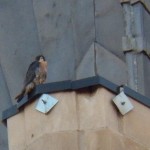 Beauty on the Times Square Bldg Before She Headed SE 9-23-14