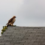 Red-tail Hawk on old house near Geva Theater with Squirrel 9/6/14