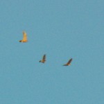 Three Falcons Flying Over Downtown Rochester 9-25-14