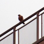 img_0001-falcon-on-st