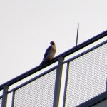 img_0001-st-mystery-falcon