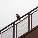 img_0003-falcon-at-st-this-morning