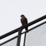 img_0006-new-falcon