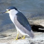 img_0007-black-crowned-night-heron