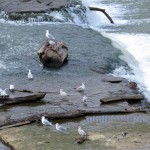 img_0010-gulls-on-the-flats