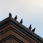 img_0014-pigeons-watching-beauty-flying-above-us