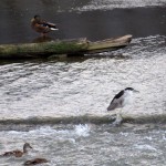 img_0021-black-crowned-night-heron