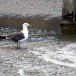 img_0024-big-gull