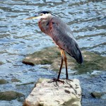 img_0034-gbh