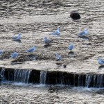 img_0039-gulls-enjoying-the-water