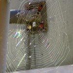 img_0041-spidey-wasnt-home