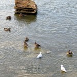 img_0047-ducks-and-gulls