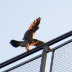 img_0057-new-falcon-turning-around