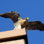 img_0066-still-lots-of-down-feathers-to-come-out-under-wings