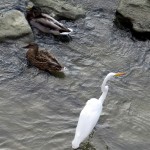 img_0067-ducks-and-egret
