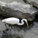 img_0068-great-egret