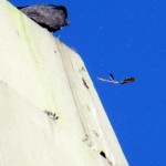 img_0080-yellow-shafted-northern-flicker-feathers