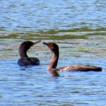 img_0083-cormorant-pair
