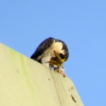 img_0087-dc-with-the-last-of-the-flicker