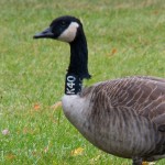 Banded Canada Goose 10-18-14