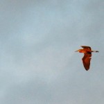 Flight of the Great Blue Heron 10-8-14