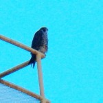 Juvie Peregrine Falcon at Russell Station 10-12-14