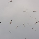 Gulls & Pigeons in Panic Flight 10-18-14