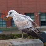 Juvie Ring-billed Gull on the Broad St Bridge -10-18-14