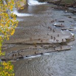 Mallards Enjoying the River 10-18-14
