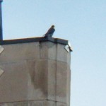 Dot.ca on the Times Square Bldg NE Wing Ledge 10-9-14