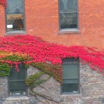 Lovely Fall Ivy on the TR Building 10-17-14