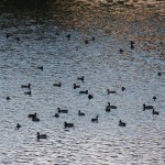 Lots of Ducks on the River 10-9-14