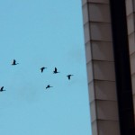 Geese on the Move 10-9-14