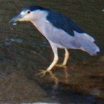 There were 2 Black Crowned Night Herons this Evening 10-9-14