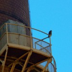 Juvie Peregrine Falcon at Russell Station 10-12-14