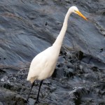 img_0005-great-egret