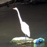 img_0008-great-egret-hunting-by-a-sneaker