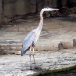 img_0009-great-blue-heron