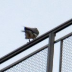 img_0010-blurry-but-banded-looks-to-be-black-over-green