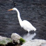 img_0010-great-egret