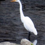 img_0011-great-egret