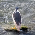 img_0012-black-crowned-night-heron