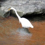 img_0018-great-egret