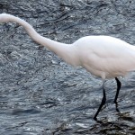 img_0019-great-egret