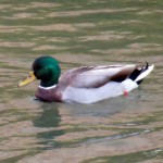 img_0022-duck