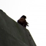 img_0034-watching-pigeons-in-the-river