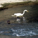 img_0035-great-egret-fishing